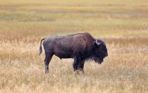 Bison have been the national mammal of the United States since 2016.