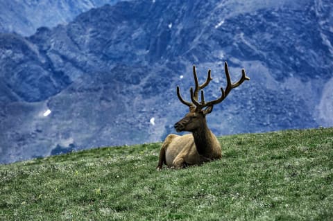 An elk resting on mountaintop in Rock Mountain National Park.