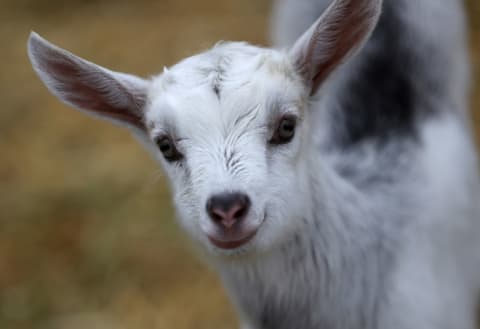 ‘Geit’ could be used to refer to female goats or cowards.