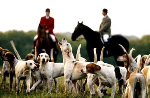 Foxhounds on the hunt in Kent, England