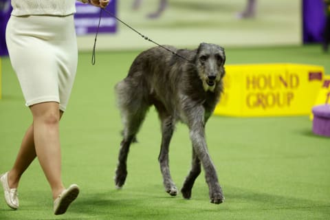 Scottish Deerhound at the 147th Annual Westminster Kennel Club Dog Show