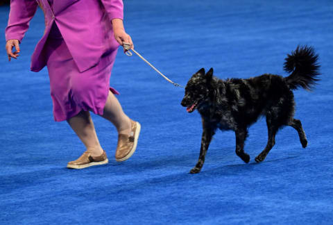 Mudi at the National Dog Show hosted by the Kennel Club of Philadelphia