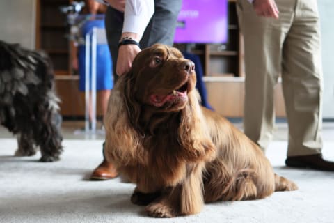 Sussex Spaniel at Westminster's preview of its 146th dog show