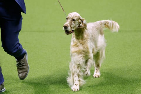 English Setter at the 147th Annual Westminster Kennel Club Dog Show