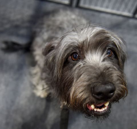 Glen of Imaal Terrier at the National Pet Show in 2018