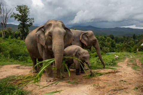 Elephants dislike ants more than mice.