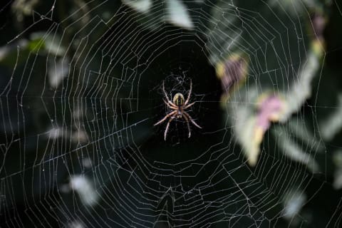 Spiders won’t stick around to be eaten by humans.