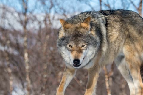 Wolves just set aside food for later.