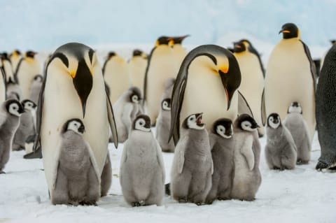 Emperor penguins live only in Antarctica.