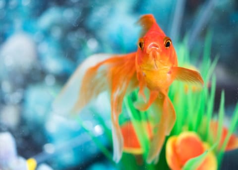 This orange veiltail goldfish can probably remember how to acquire food.