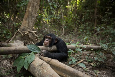 A chimp contemplates his taxonomic rank.