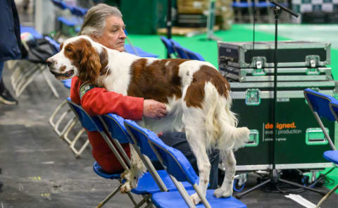 Irish red and white setter at the Crufts 2023 dog show