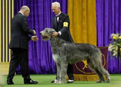 Irish wolfhound at the 147th Annual Westminster Kennel Club Dog Show