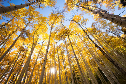 A grove of aspens.