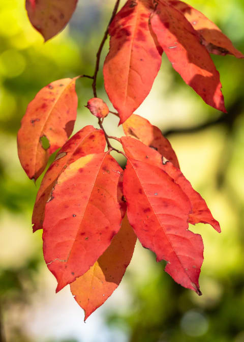 The leaves of a black gum tree.