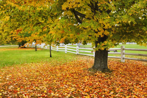 A sugar maple displaying its many fall colors.