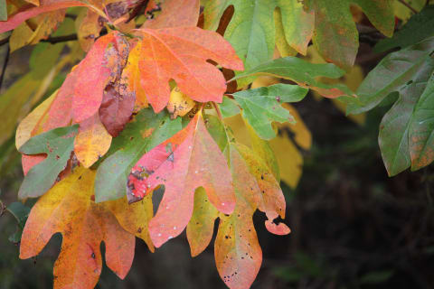 Sassafras leaves during autumn.