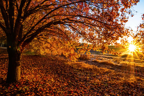 Bradford pears are pretty, but they're also problematic outside their native range.