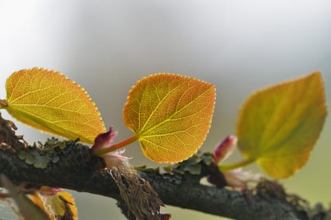 A katsura tree showing off its golden orange hues.