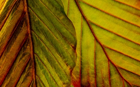 A close look at American beech tree leaves.