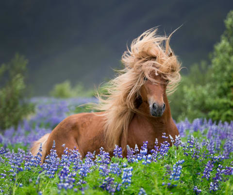 In Iceland, ‘hesturinn’ refers to a specific horse, while ‘hestur’ could be any horse.