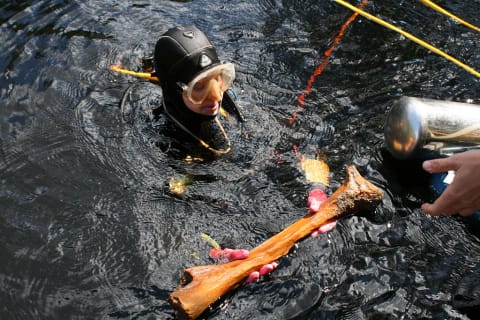 A diver finds a mastodon radius bone at the Aucilla River site. Stone tools and bones with cut marks there date to 14,500 years ago, 1500 years before humans were previously thought to have settled in southeastern North America.