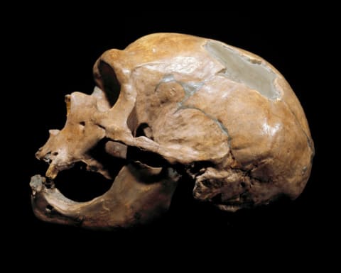 A Neanderthal man’s skull from La Chapelle-aux-Saints. France, dating from about 35,000-50,000 years ago. 