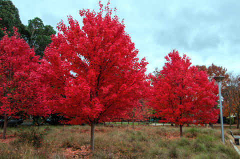 Red maple trees in full splendor.