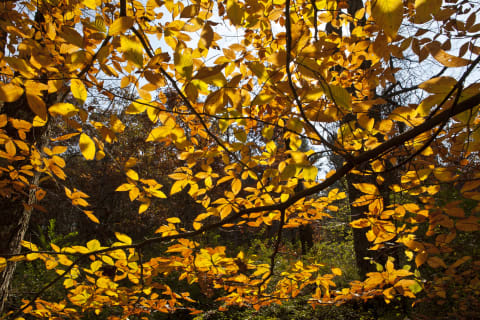 A sun-dappled elm tree.