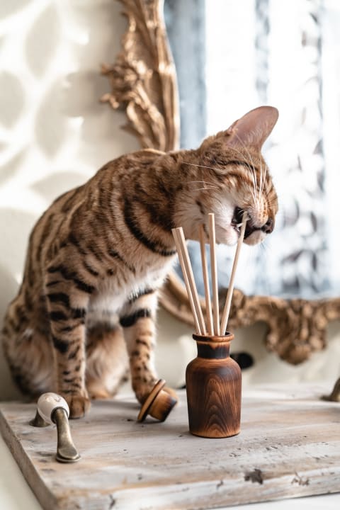 Be very careful when using scented products—many are dangerous to cats.