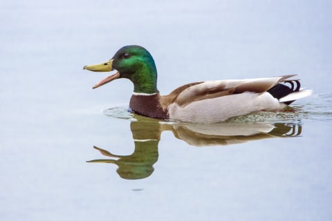 This mallard is definitely calling “ducks.”