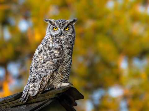 ‘Hoo’ are you calling spooky?