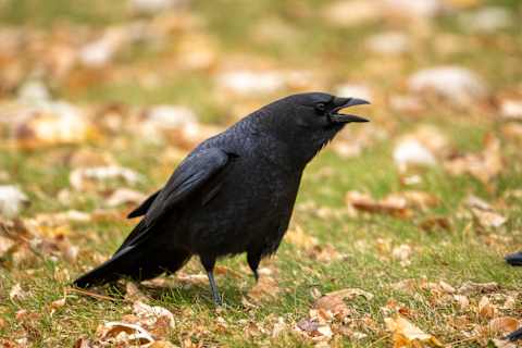 Their black feathers make them look like they’re dressed for Halloween year-round.