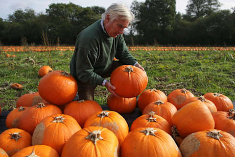 Pumpkins with signs of edema