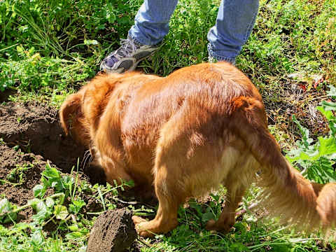 For some digs, digging is their version of a good time.