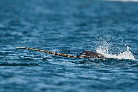 Male narwhal.