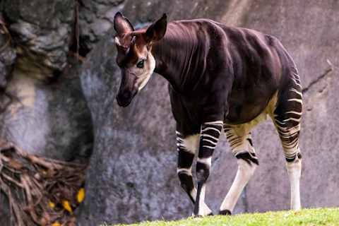 Okapi