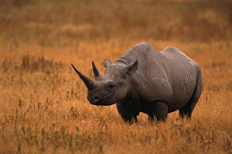 Black rhinoceros.