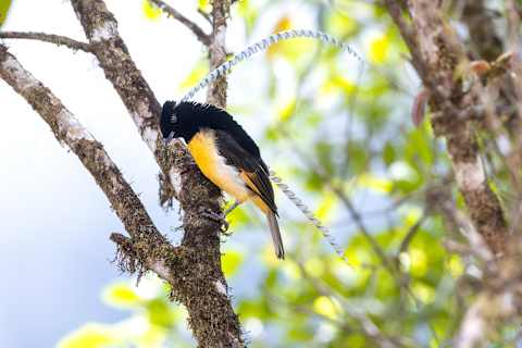 King of Saxony Bird-of-paradise