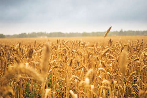 We vote in November because of farmers.