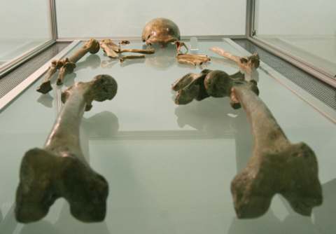 Neanderthal remains.