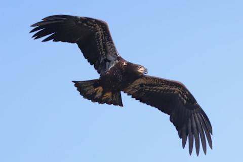 This juvenile bald eagle hasn’t acquired his adult feathers yet.