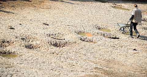 Dinosaur footprints (human with wheelbarrow for scale)