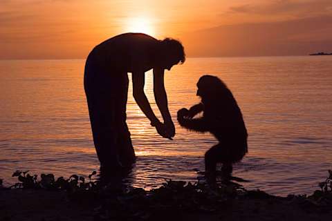 A conservationist from the Jane Goodall Institute with a protected chimpanzee on Ngamba Island.