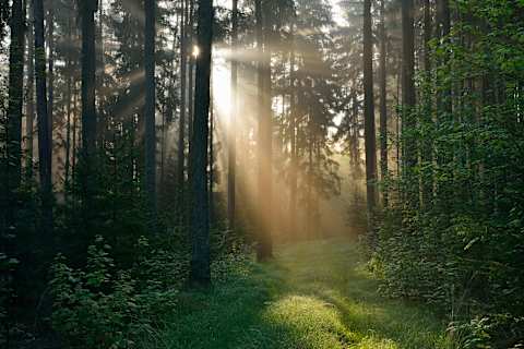 A forest in Bavaria, Germany.