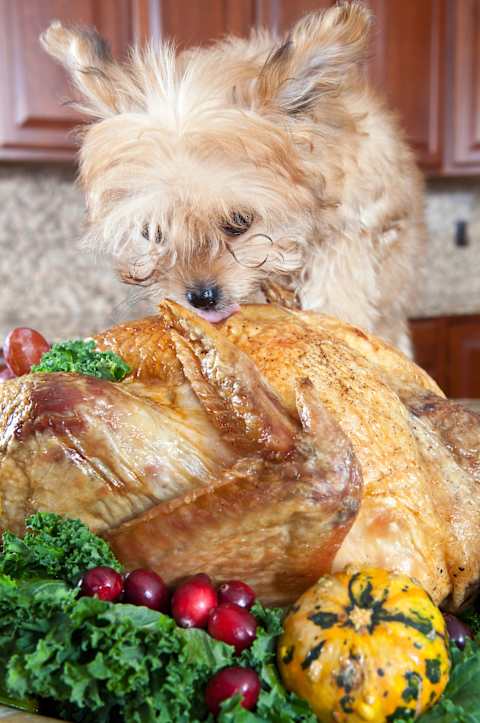 Pro tip: don’t let your dog lick the Thanksgiving turkey. 