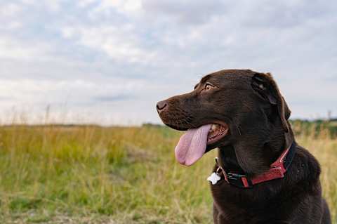 A collar with identification is important if your pup is outside.