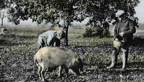 A vintage photo of truffle seekers in France.