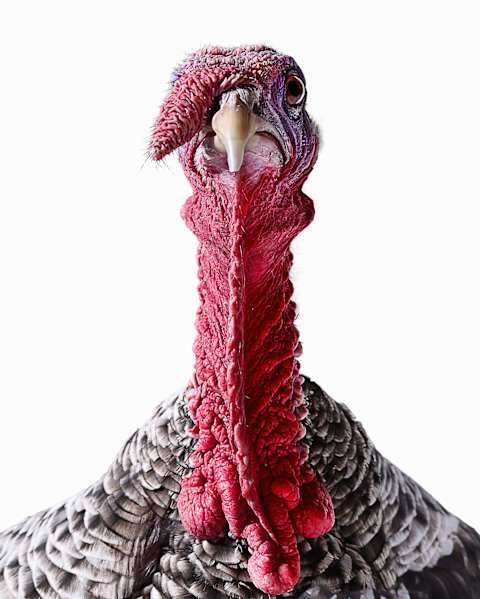 It doesn’t look like this turkey thinks it’s all turkey.