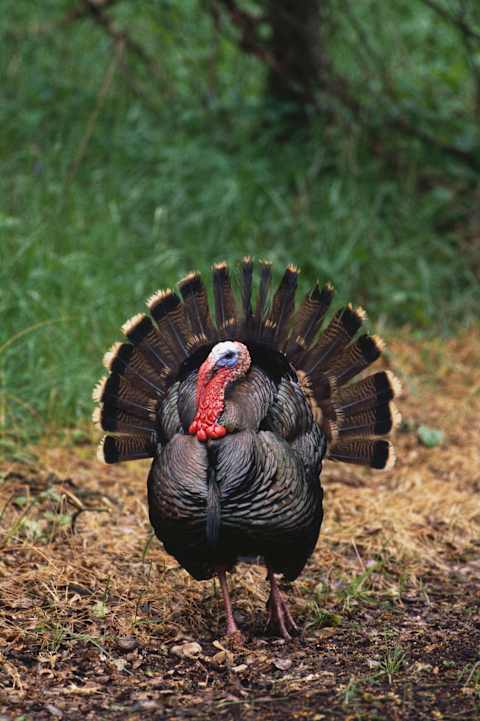 The English might call this turkey a “bobble-cock.”